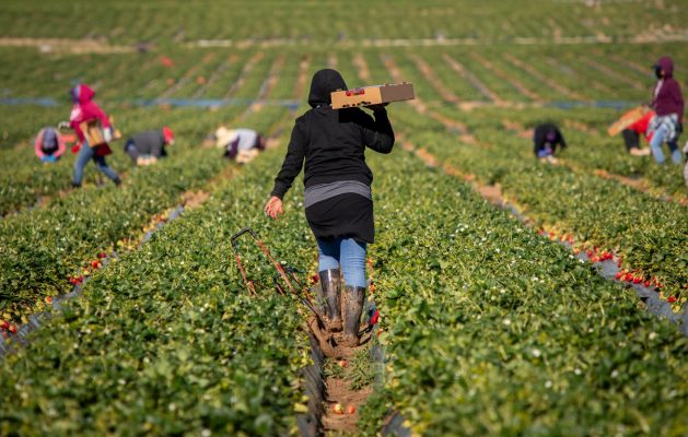 L'envers de nos assiettes : l'exploitation systémique des travailleurs étrangers dans les champs d'Europe - Vues d'Europe
